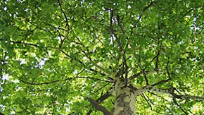 Photographie en couleurs d'arbres pour illustrer la Journée internationale de la forêt